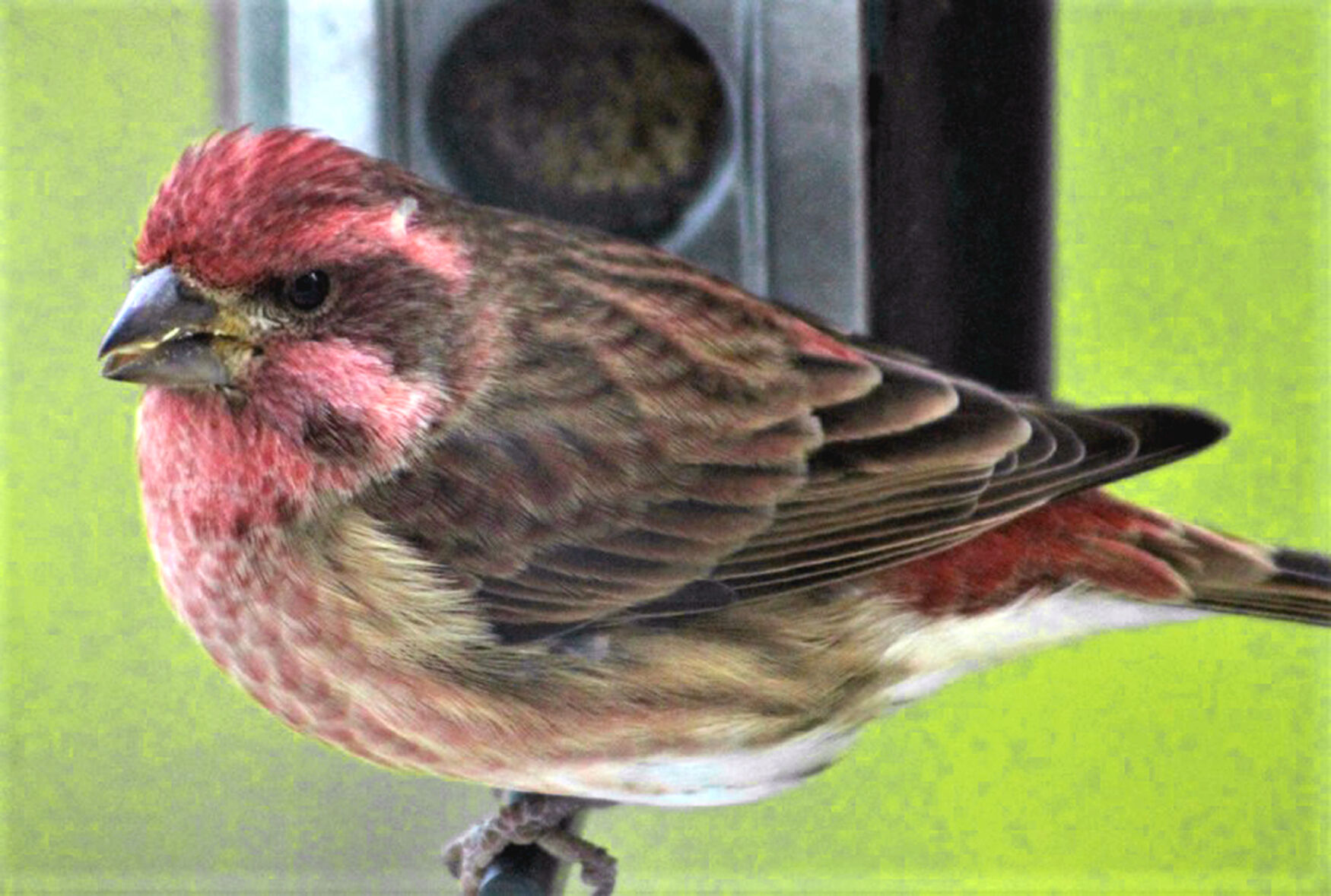 Purple finch